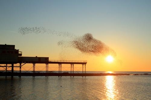 Murmuration of stalings, Aberystwyth