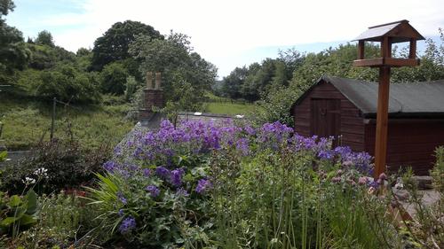 Garden with wild birds, butterflies and flowers