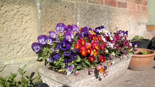 Flowers in cottage garden