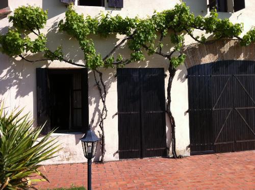 Muscat Grapevine on front of Domaine de Favette